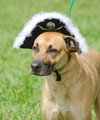 Turnpike the Tervuren Shepherd