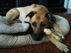 Turnpike the Tervuren Shepherd