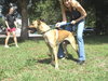 Turnpike the Tervuren Shepherd
