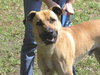 Turnpike the Tervuren Shepherd