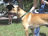 Turnpike the Tervuren Shepherd