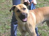 Turnpike the Tervuren Shepherd