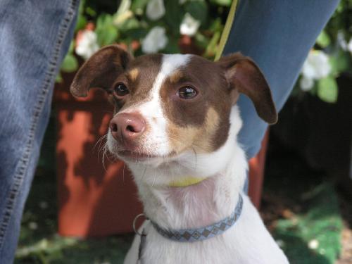 Lucky the Rat Terrier