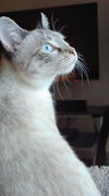 Brandy