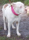 Patty the Great Dane