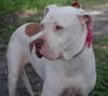 Patty the Great Dane