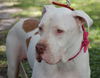 Patty the Great Dane