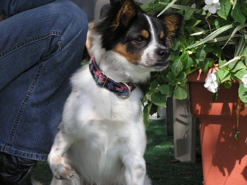Max the Papillon