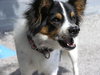 Max the Papillon