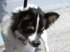 Max the Papillon