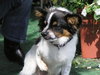 Max the Papillon
