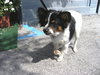Max the Papillon
