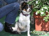 Max the Papillon