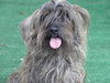 Chica the Schnauzer