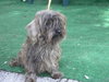 Chica the Schnauzer