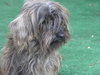 Chica the Schnauzer