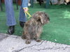 Chica the Schnauzer