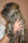 Chica the Schnauzer