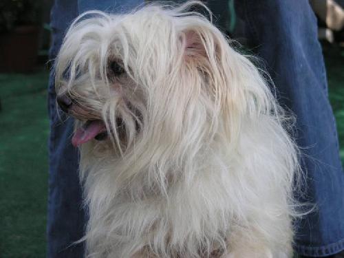 Alf the Maltese
