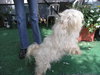 Alf the Maltese
