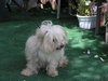 Alf the Maltese