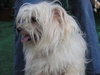 Alf the Maltese