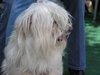 Alf the Maltese