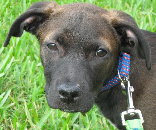 Runt the Lab Puppy