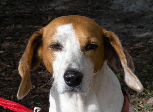 Oakley the Happy-Footed Hound