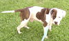 Heffernan the Bulldog