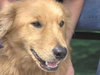 Mykey the Golden Retriever