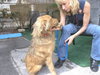 Mykey the Golden Retriever