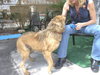 Mykey the Golden Retriever