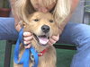 Mykey the Golden Retriever