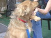 Mykey the Golden Retriever