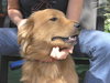Mykey the Golden Retriever
