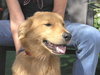 Mykey the Golden Retriever