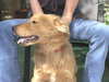 Mykey the Golden Retriever