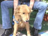 Mykey the Golden Retriever