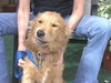 Mykey the Golden Retriever