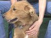 Mykey the Golden Retriever