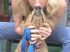 Mykey the Golden Retriever