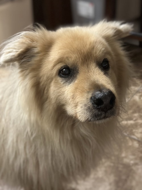 Mykey the Golden Retriever
