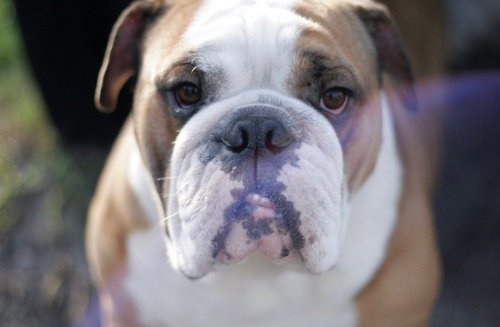 Meatball