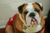 Meatball