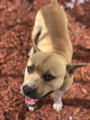 Winston