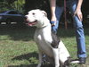 Dixie the Bulldog