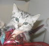 Kazi the Kamikaze kitten
