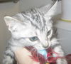 Kazi the Kamikaze kitten