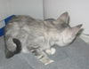Kazi the Kamikaze kitten